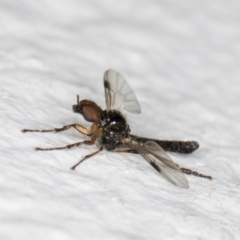 Dilophus sp. (genus) at Melba, ACT - 10 Nov 2021 12:01 AM