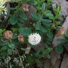 Pimelea ligustrina subsp. ciliata at Namadgi National Park - 26 Jan 2022 by RAllen