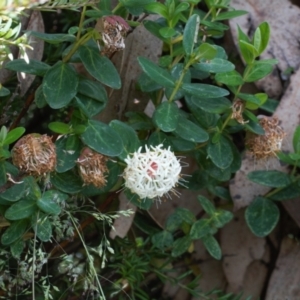 Pimelea ligustrina subsp. ciliata at Cotter River, ACT - 27 Jan 2022