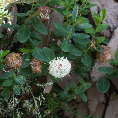 Pimelea ligustrina subsp. ciliata at Cotter River, ACT - 26 Jan 2022 by RAllen