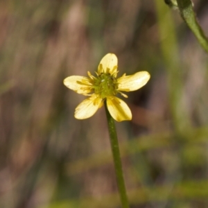 Ranunculus pimpinellifolius at Cotter River, ACT - 27 Jan 2022 10:02 AM