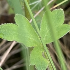 Ranunculus pimpinellifolius at Cotter River, ACT - 27 Jan 2022 10:02 AM