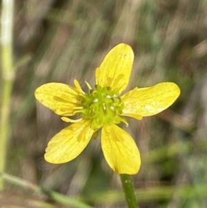 Ranunculus pimpinellifolius at Cotter River, ACT - 27 Jan 2022 10:02 AM