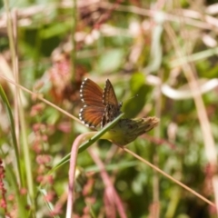 Neolucia hobartensis (Montane Heath-blue) at Cotter River, ACT - 27 Jan 2022 by RAllen