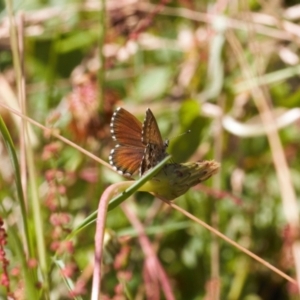 Neolucia hobartensis at Cotter River, ACT - 27 Jan 2022 11:20 AM