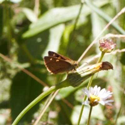 Timoconia flammeata (Bright Shield-skipper) at Cotter River, ACT - 27 Jan 2022 by RAllen
