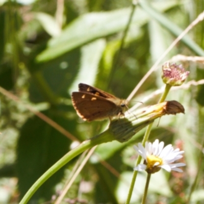 Timoconia flammeata (Bright Shield-skipper) at Namadgi National Park - 27 Jan 2022 by RAllen