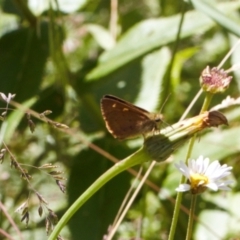 Timoconia flammeata at Cotter River, ACT - 27 Jan 2022 11:25 AM