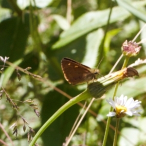 Timoconia flammeata at Cotter River, ACT - 27 Jan 2022