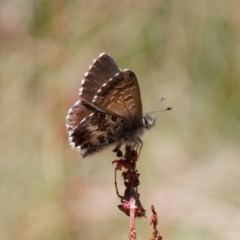 Neolucia hobartensis (Montane Heath-blue) at Namadgi National Park - 27 Jan 2022 by RAllen