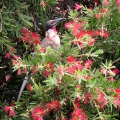 Philemon corniculatus at Macarthur, ACT - 28 Jan 2022