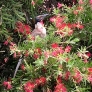 Philemon corniculatus at Macarthur, ACT - 28 Jan 2022