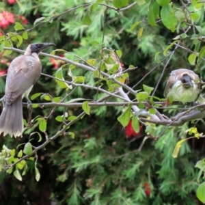 Philemon corniculatus at Macarthur, ACT - 28 Jan 2022