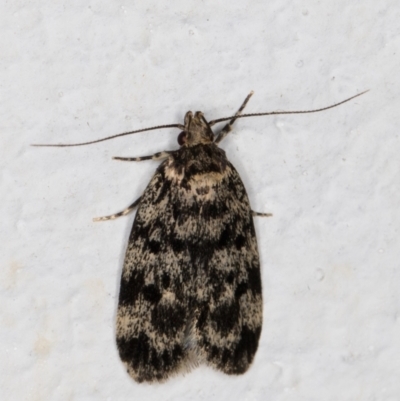 Barea (genus) (A concealer moth) at Melba, ACT - 10 Nov 2021 by kasiaaus