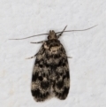 Barea (genus) at Melba, ACT - 9 Nov 2021