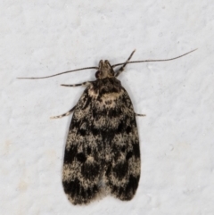 Barea (genus) (A concealer moth) at Melba, ACT - 9 Nov 2021 by kasiaaus