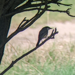 Pachycephala rufiventris at Mundarlo, NSW - suppressed