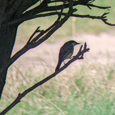 Pachycephala rufiventris (Rufous Whistler) at Mundarlo, NSW - 27 Jan 2022 by Darcy