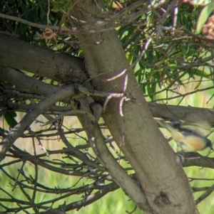 Pachycephala rufiventris at Mundarlo, NSW - 27 Jan 2022