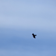 Aquila audax (Wedge-tailed Eagle) at Mundarlo, NSW - 27 Jan 2022 by Darcy