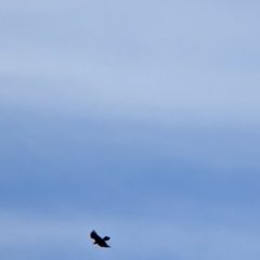 Aquila audax at Mundarlo, NSW - 27 Jan 2022