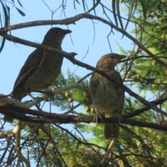 Ptilonorhynchus violaceus (Satin Bowerbird) at Macarthur, ACT - 28 Jan 2022 by RodDeb