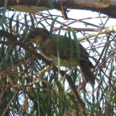 Ptilonorhynchus violaceus at Macarthur, ACT - 28 Jan 2022