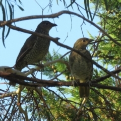 Ptilonorhynchus violaceus at Macarthur, ACT - 28 Jan 2022