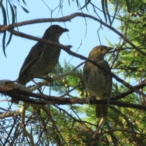 Ptilonorhynchus violaceus at Macarthur, ACT - 28 Jan 2022