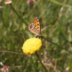 Oreixenica orichora (Spotted Alpine Xenica) at Namadgi National Park - 27 Jan 2022 by RAllen