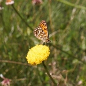 Oreixenica orichora at Cotter River, ACT - 27 Jan 2022