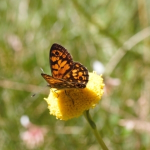 Oreixenica orichora at Cotter River, ACT - 27 Jan 2022