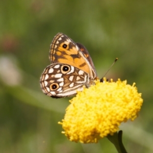 Oreixenica orichora at Cotter River, ACT - 27 Jan 2022