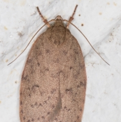 Garrha carnea (A concealer moth) at Melba, ACT - 10 Nov 2021 by kasiaaus