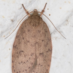 Garrha carnea at Melba, ACT - 10 Nov 2021 12:09 AM