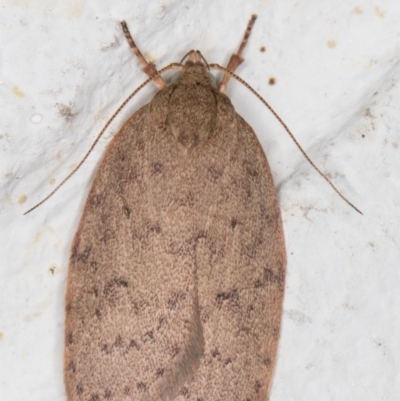 Garrha carnea (A concealer moth) at Melba, ACT - 10 Nov 2021 by kasiaaus