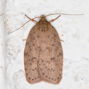 Garrha carnea at Melba, ACT - 10 Nov 2021 12:09 AM