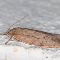 Garrha carnea at Melba, ACT - 10 Nov 2021 12:09 AM