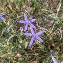 Isotoma axillaris (Australian Harebell, Showy Isotome) at Mundarlo, NSW - 27 Jan 2022 by Darcy