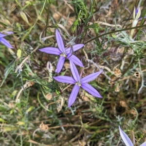 Isotoma axillaris at Mundarlo, NSW - 27 Jan 2022