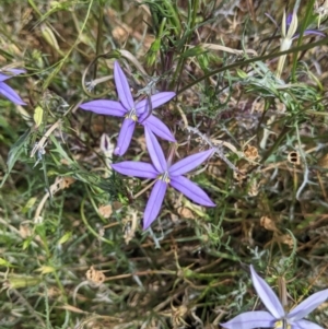 Isotoma axillaris at Mundarlo, NSW - 27 Jan 2022