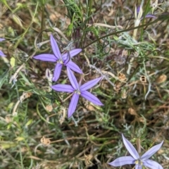 Isotoma axillaris at Mundarlo, NSW - 27 Jan 2022