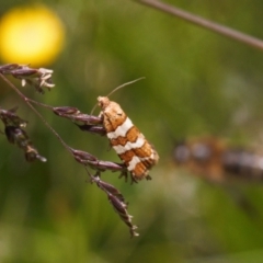Subfurcatana subfurcatana (A Tortricid moth) at Namadgi National Park - 27 Jan 2022 by RAllen