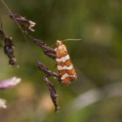 Subfurcatana subfurcatana at Cotter River, ACT - 27 Jan 2022