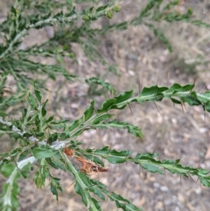 Acacia paradoxa at Mundarlo, NSW - 27 Jan 2022
