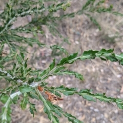 Acacia paradoxa (Kangaroo Thorn) at Mundarlo, NSW - 27 Jan 2022 by Darcy