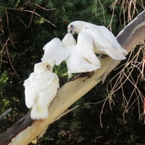 Cacatua sanguinea at Macarthur, ACT - 28 Jan 2022