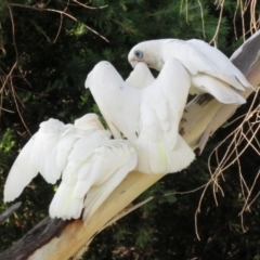 Cacatua sanguinea at Macarthur, ACT - 28 Jan 2022