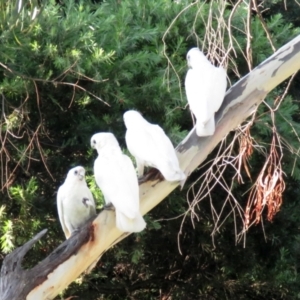 Cacatua sanguinea at Macarthur, ACT - 28 Jan 2022