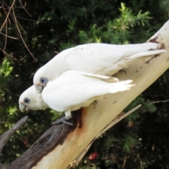 Cacatua sanguinea at Macarthur, ACT - 28 Jan 2022 06:54 PM